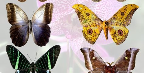 Vibrații cromatice pe aripi de fluturi