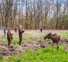 Moment istoric: Elanul revine în pădurile administrate de Romsilva