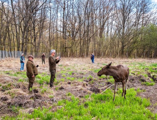 Moment istoric: Elanul revine în pădurile administrate de Romsilva